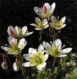 cаксифрага моховидная (Saxifraga muscoides), фото фотография с http://www.landschaftsfotos.at/, растения цветы