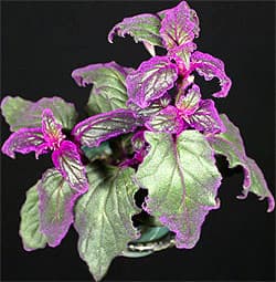   (Gynura aurantiaca), ,   http://www.tropiflora.com/