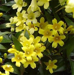   (Jasminum humile),    http://www.tropicamente.it/,  