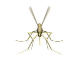 комар, анимашка