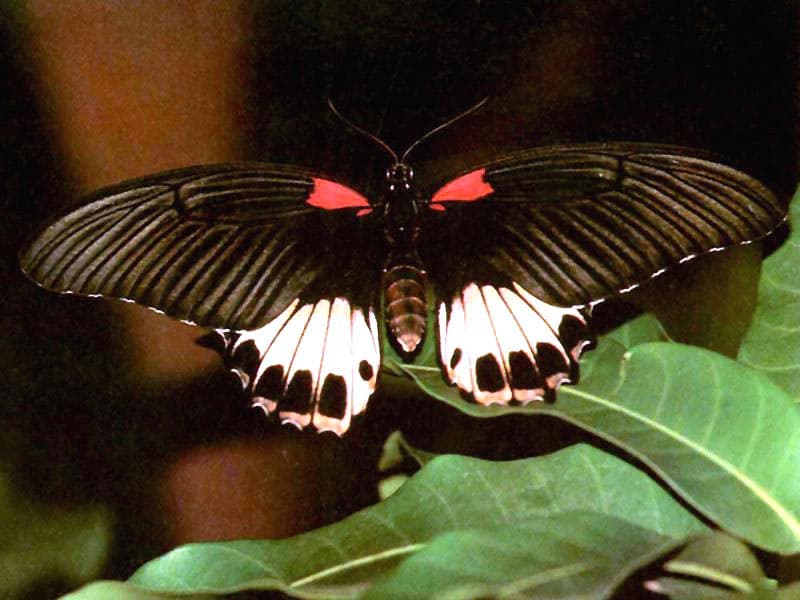   (Papilio memnon agenor),     