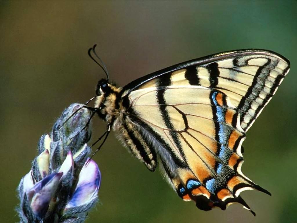    (Papilio rutulus),     