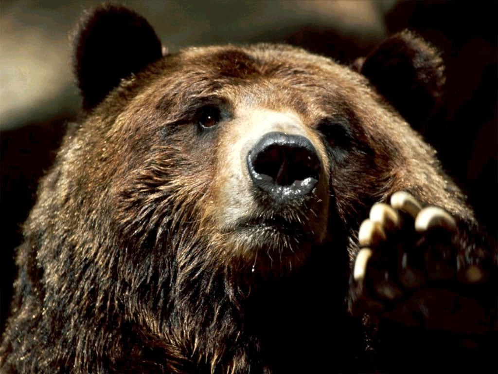 Медведь рычит звук скачать бесплатно