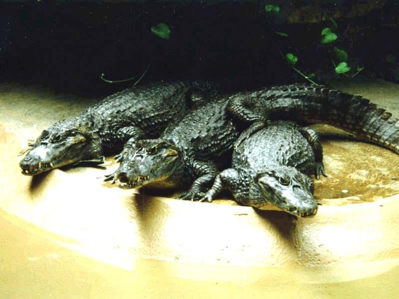  ,   (Alligator mississippiensis),   