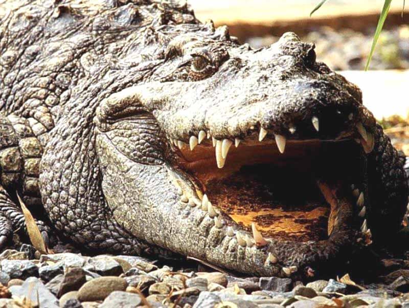   (Alligator mississippiensis),      