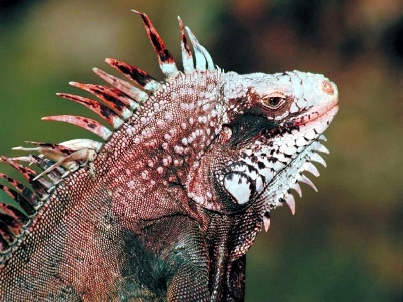   (Iguana iguana),     