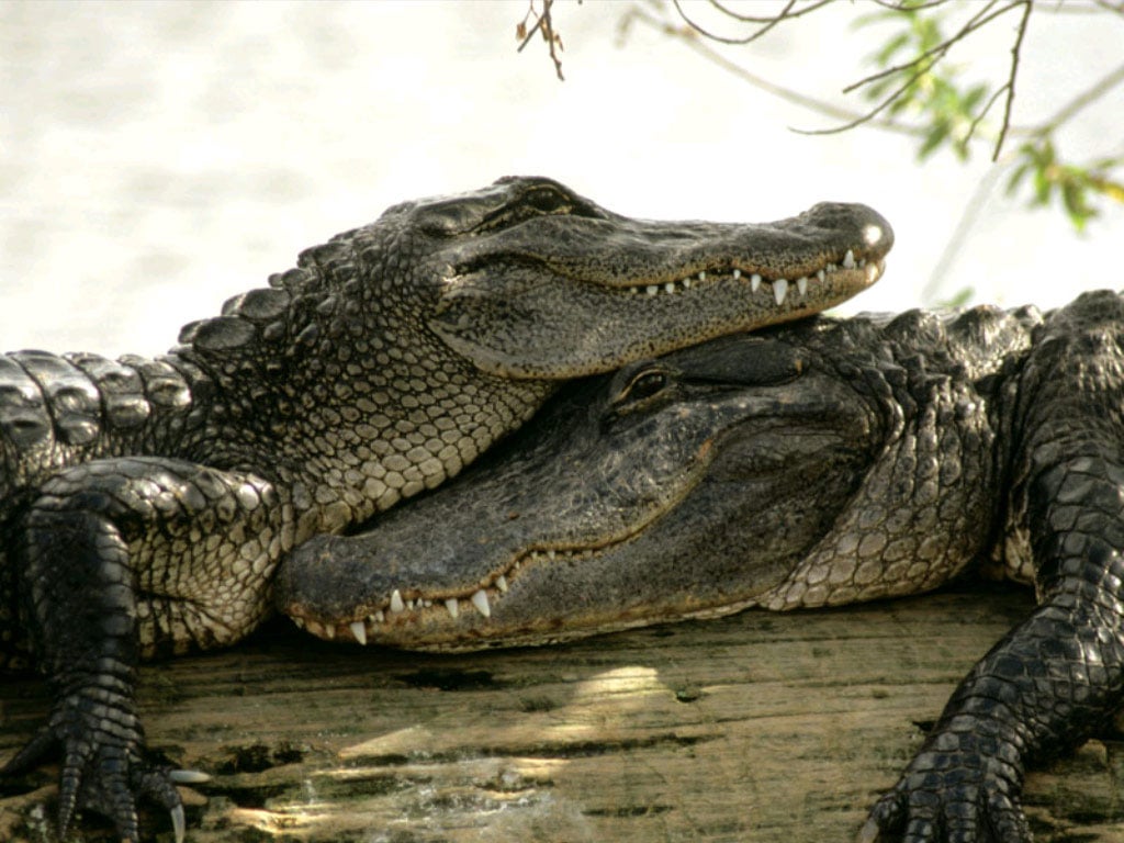   (Crocodylus niloticus),     