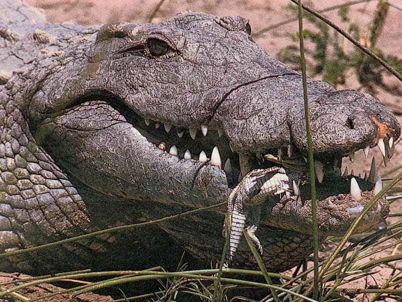   (Alligator mississippiensis) ,  , 