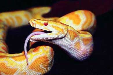 Змея на съемках укусила фотомодель за грудь и скончалась