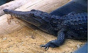  ,   (Crocodylus johnstoni), , 