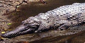   ,   (Crocodylus johnstoni), , 