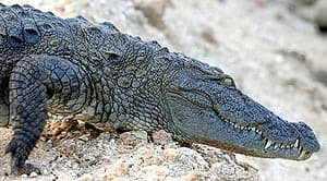  ,   (Crocodylus palustris), , 