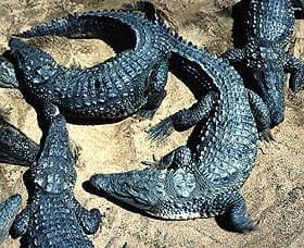  ,  (Crocodylus palustris), , 