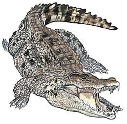  ,   (Crocodylus rhombifer), , 