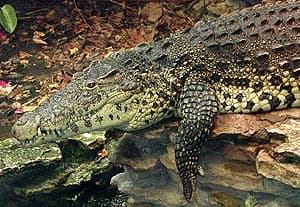  ,  (Crocodylus rhombifer), , 