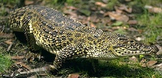   (Crocodylus rhombifer), , 
