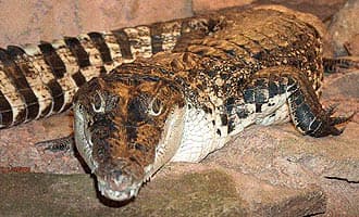   ,    (Crocodylus novaeguineae), , 