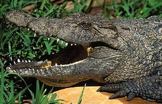    (Crocodylus novaeguineae), , 