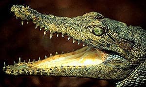   (Crocodylus novaeguineae), , 