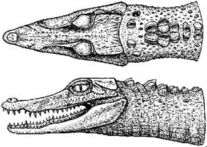     (Paleosuchus trigonatus), , 