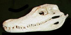     (Paleosuchus trigonatus), , 