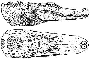    (Alligator mississippiensis), , 
