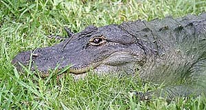   (Alligator mississippiensis), , 