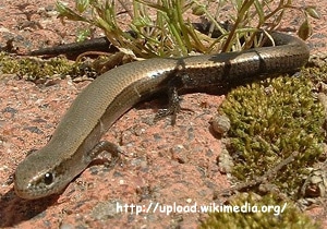   (Ablepharus bivittatus),    http://upload.wikimedia.org/