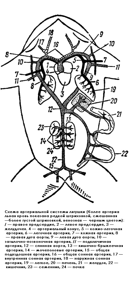 Схема артериальной системы лягушки, рисунок картинка