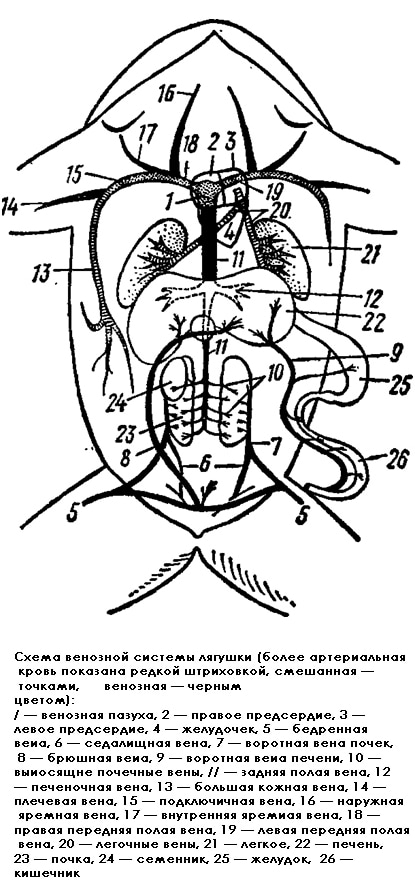 Схема венозной системы лягушки, рисунок картинка