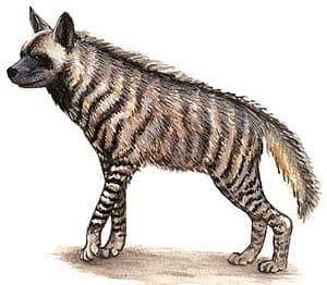  ,   (Hyaena hyaena), , 