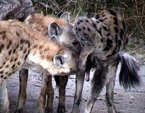   (Hyaena hyaena), , 