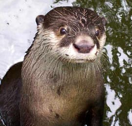    (Aonyx capensis), ,   http://otter.org