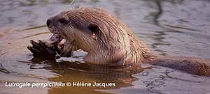   (Lutrogale perspicillata), ,   http://otterspecialistgroup.org/