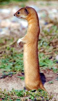    (Mustela lutreolina), ,   http://animalpicturesarchive.com/