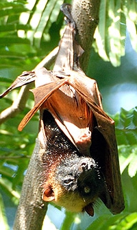  ,   (Acerodon jubatus), ,   http://k53.pbase.com/