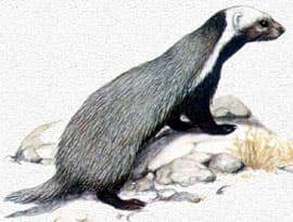   (Lyncodon patagonicus), ,   http://terrambiente.org