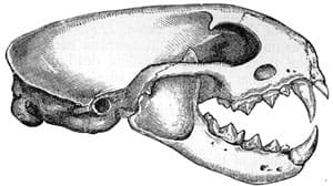   ,   (Mustela putorius), ,   http://www.gutenberg.org/