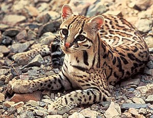  (Felis pardalis, Leopardus pardalis), , 