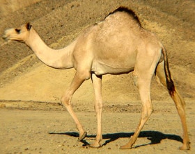  ,  (Camelus dromedarius), ,   http://animaldiversity.ummz.umich.edu