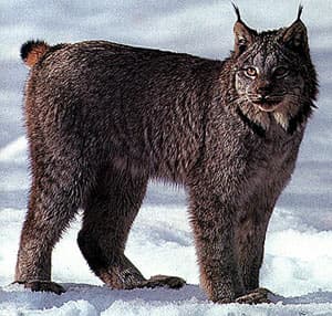  ,   (Lynx canadensis), ,   http://www.animalpicturesarchive.com/