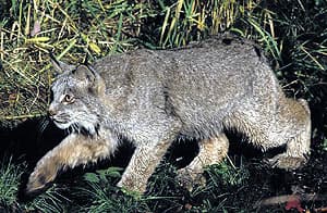   (Lynx canadensis), , 