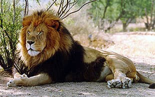  (Panthera leo), ,  
