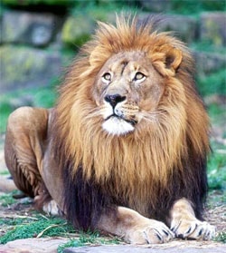  (Panthera leo), ,   http://ryanphotographic.com