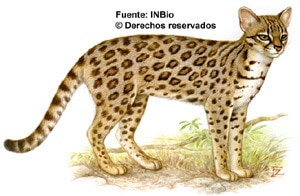 (Leopardus tigrinus, Felis tigrina), ,  c http://attila.inbio.ac.cr