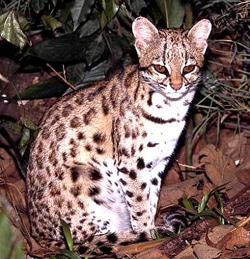 ,    (Leopardus tigrinus), ,  c http://redescolar.ilce.edu.mx