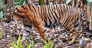   (Panthera tigris sumatrae), ,   http://www.naturalist.if.ua