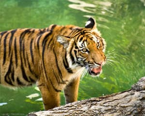   (Panthera tigris corbetti), ,   http://www.flickr.com/photos/reidgilman/2849086485/, by Reid Gilman, 2008