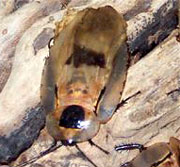 Гигантский южноамериканский таракан (Blaberus giganteus) 307