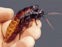 Мадагаскарский шипящий таракан (Gromphadorhina portentosa) 308